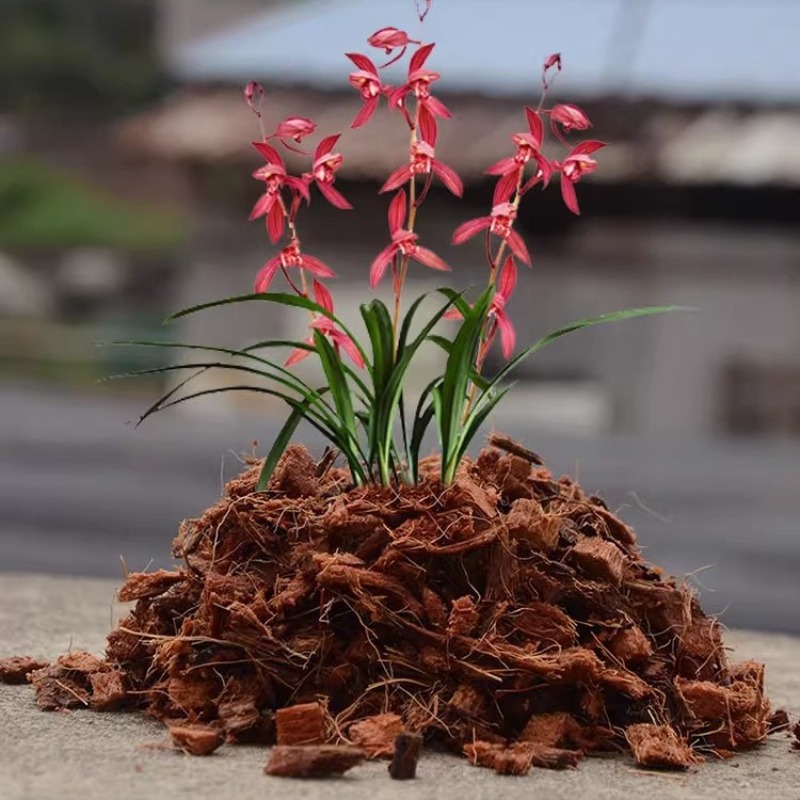 อิฐใยมะพร้าวผสมปุ๋ยอินทรีย์ 50 - Sphagnum Moss Dry บทวิจารณ์และราคา