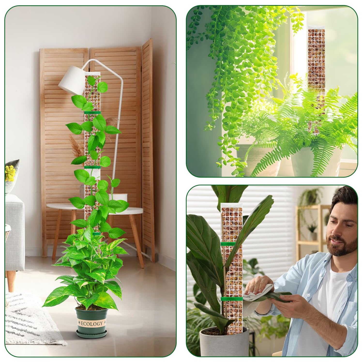 พืช MOSS POLE สวนเรื่องดอกไม้พ - Sphagnum Moss Dry บทวิจารณ์และราคา