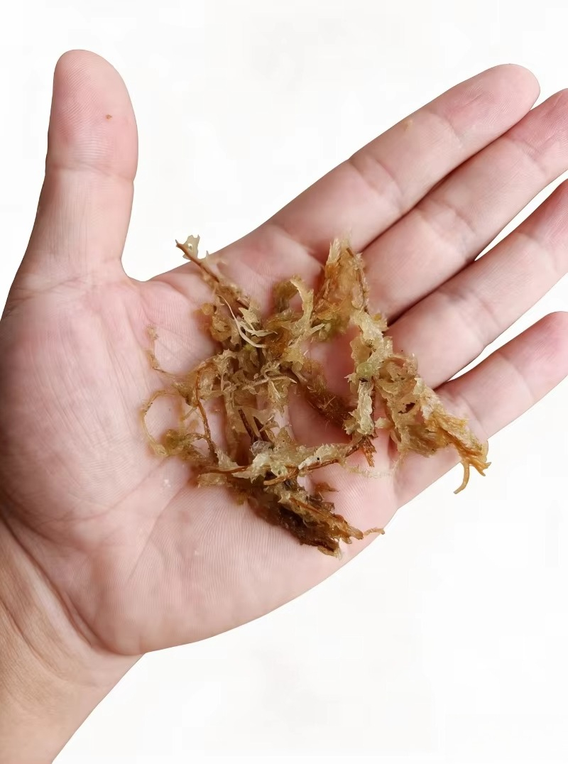 มอสสฟากนัมคุณภาพสูงสำหรับกล้วย - Sphagnum Moss Dry บทวิจารณ์และราคา
