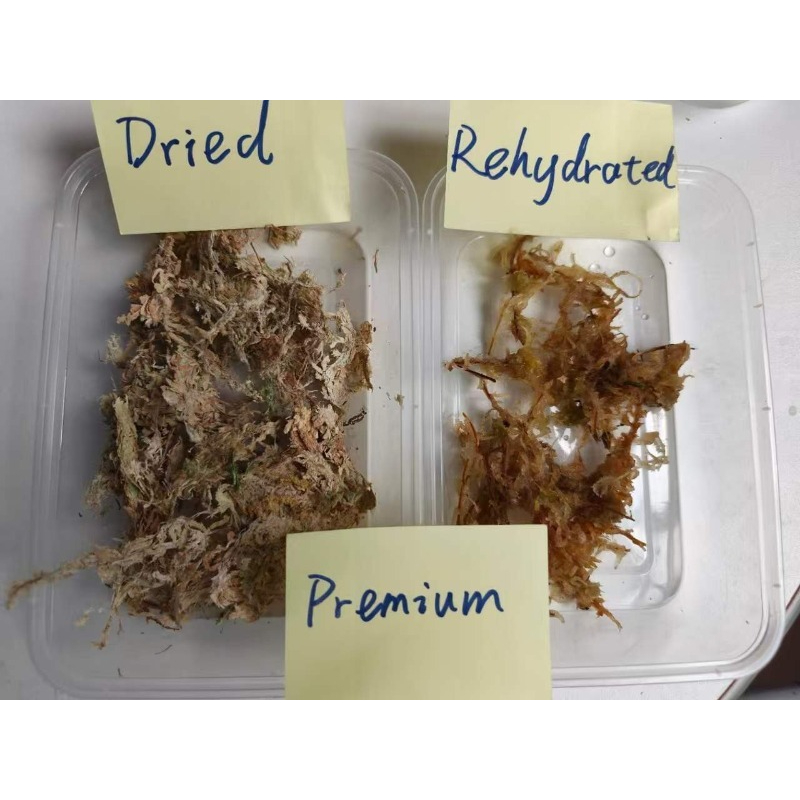 มอสสฟากนัมคุณภาพสูงสำหรับกล้วย - Sphagnum Moss Dry บทวิจารณ์และราคา